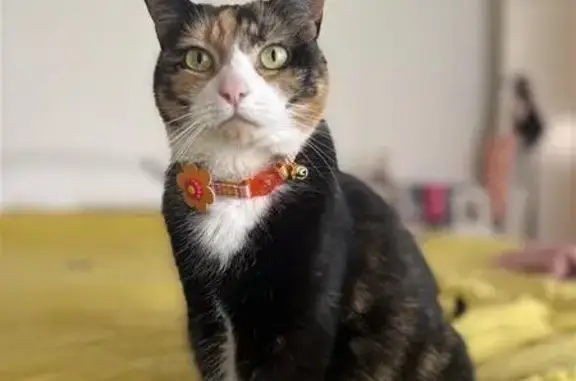 Missing cat Frankston, photo: Lost Black Tortoiseshell Cat: Pudding