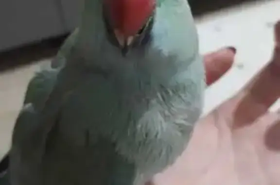 pássaro desaparecida