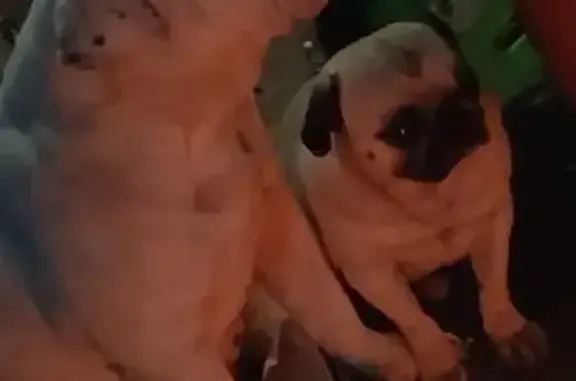 Animales perdidos , foto: Perro perdido: blanco con manchas en Chimalhuacán