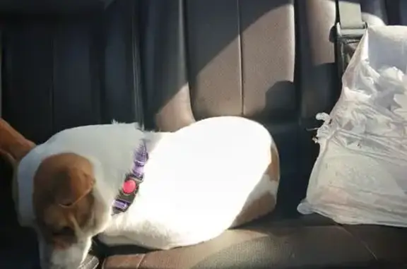 Lost Dog: Brown/White, Purple...