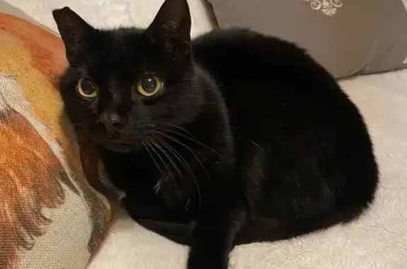 Chat noir Zazou perdu à Louvigné-de-Bais - photo