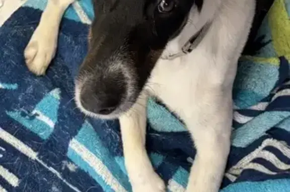 Missing Fox Terrier: Mossman, 22/1/26