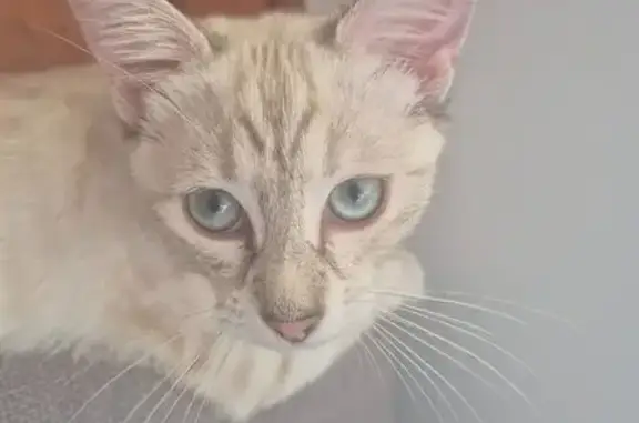 Lost 14-Week Siamese Tabby in Newcastle