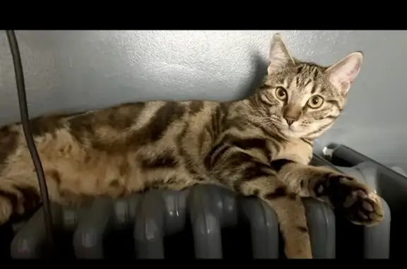 Jeune chatte tigrée perdue à Méréglise - photo