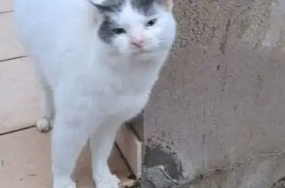 Animaux trouvés Ancône, photo: Chatte docile blanche tachetée trouvée