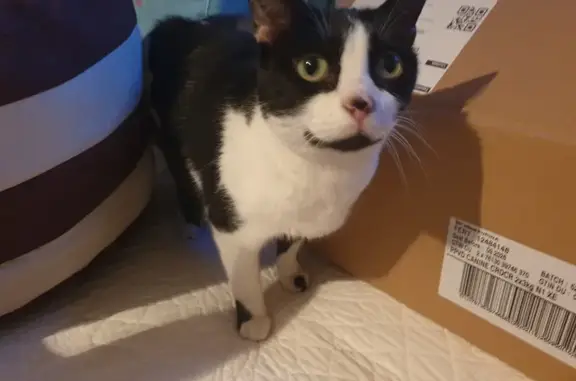 Animaux trouvés Sainte-Sigolène, photo: Chatte craintive trouvée à Sainte-Sigolène