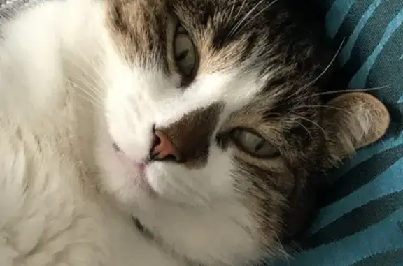 Animaux perdus Courdimanche, photo: Chat perdu tigré/blanc, tache sur nez, Courdimanche