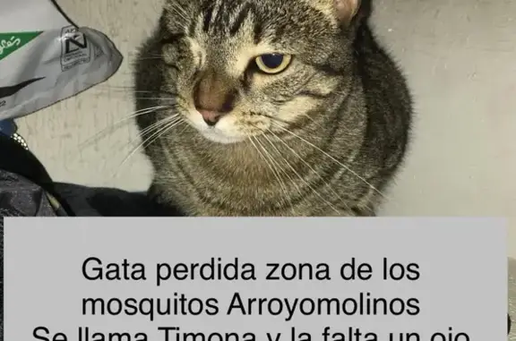 ¡Gata Gris Perdida en Arroyomolinos!