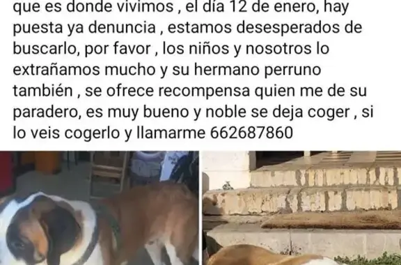 Perro San Bernardo Perdido en Gibraleón