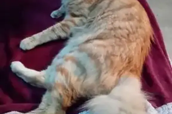 Chat perdu à Wittisheim : roux et beige - photo