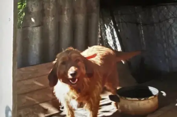 Chien perdu à Châteaugay, Auvergne-Rhône-Alpes - photo