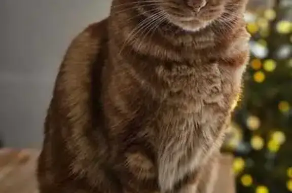 Chatte rousse Rio perdue au Bouscat - photo