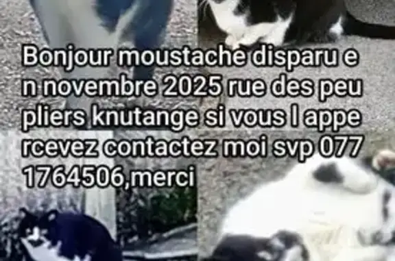 Chat perdu noir et blanc, Knutange - photo
