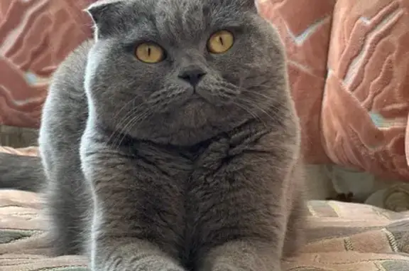 Chatte Jessie perdue à Viroflay - photo
