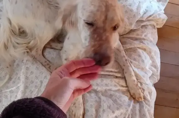 Chien perdu , photo : Setter blanche perdue à Miramas