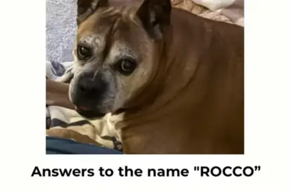 Lost and found pets Bono, photo: Lost Senior Dog: Light Brown, Bono Area