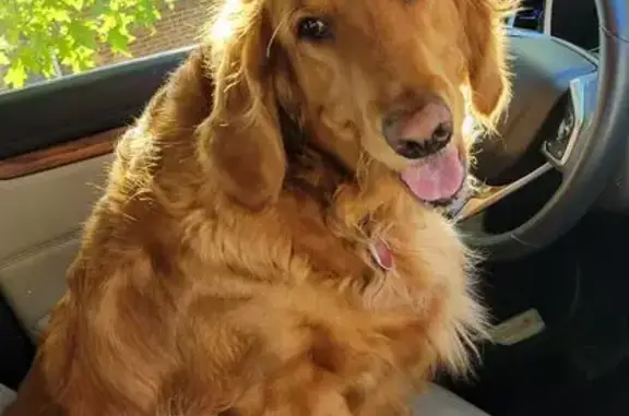 Lost Dog in Mehlville: Chipped & Tagged