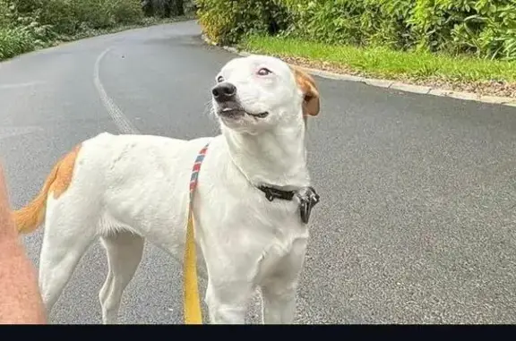 Lost Dog: White with Tan Patches in CT