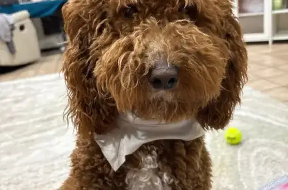 Lost Brown Dog with Blue Collar in Chandler - photo