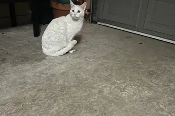 Friendly White Cat Found on El...