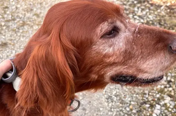 Chien trouvé Sadirac, photo: Setter femelle marron trouvée à Sadirac