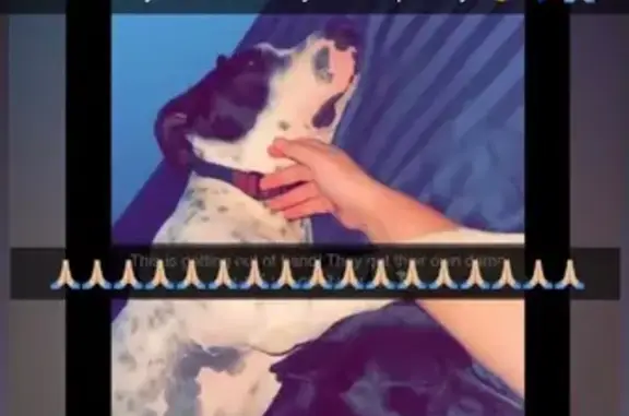 Lost Dogs: White & Black Duo in Bremen