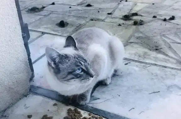 Chat trouvé Ozoir-la-Ferrière, photo: Chat mâle blanc/gris yeux bleus trouvé Ozoir