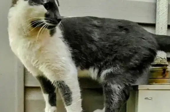 Friendly Grey & White Cat Lost in NJ