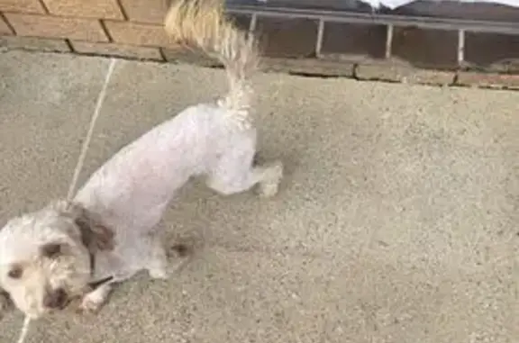 Lost pets , photo: Lost Mini Poodle: Red Collar, Campbelltown