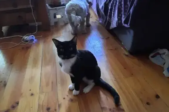 Lost Black & White Cat - Glen Rowan Rd