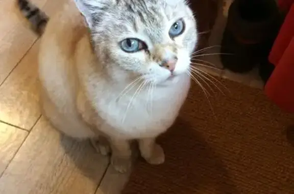 Animaux perdus Le Puy-en-Velay, photo: Chatte FlAk disparue à La Corniche, Guitard