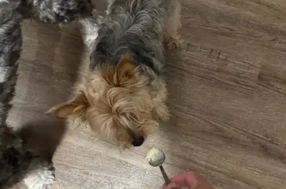 Lost Yorkie Found in Jeffersonville, IN