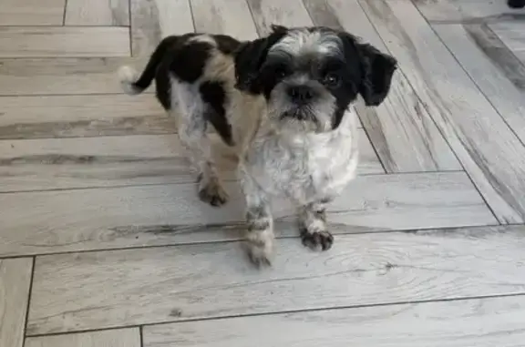 Lost Dog: Friendly Pablo with Heart Spot