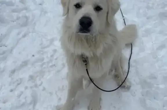 Missing dog Caledonia, photo: Lost Dog: Thick White Fur, Camo Collar