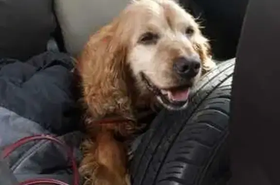 Perro hallado con collar rojo...