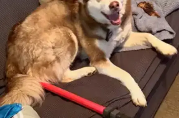 Lost Huskies: Luna & Leah in Washington - photo