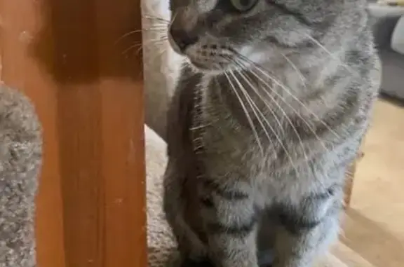 Missing cat Graysville, photo: Lost Cat: Grey Stripes, Baby-Cry Meow