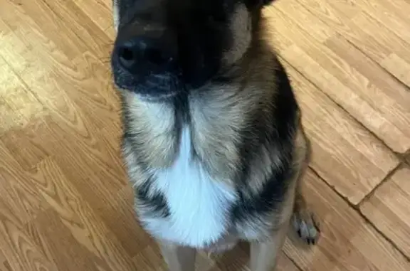 Lost Dog in Mannsville: Help Find Winter