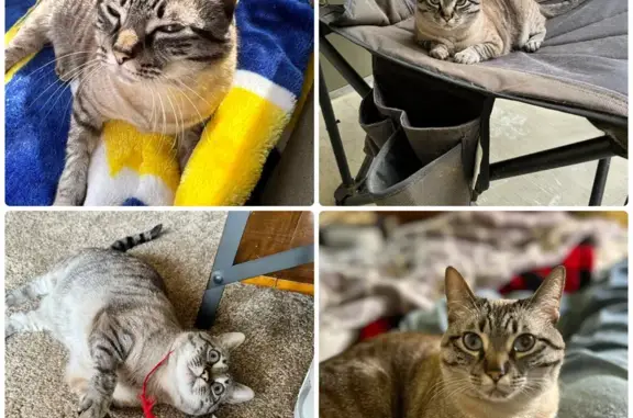 Lost Cat Blu: Shy, Sweet, Bright Eyes