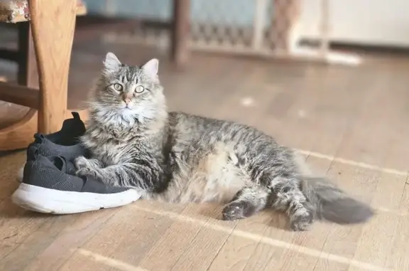 Missing cat Kansas City, photo: Lost Gray Cat: Friendly, No Collar, KC