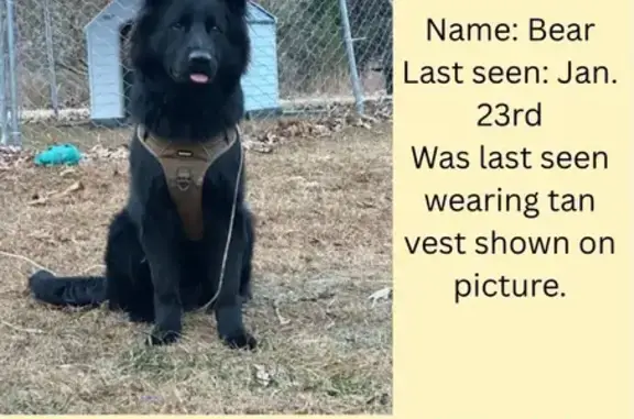 Lost Black German Shepherd in Eden