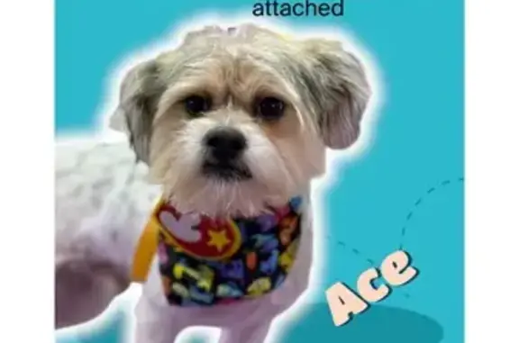 Lost Yorkie-Shih Tzu Mix in Trenton, TN