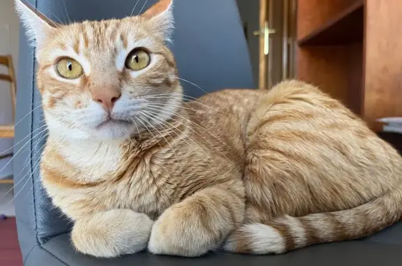 Gato Perdido: Tigris, Asustadizo y Charlatán