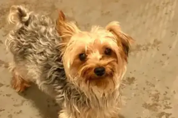 Lost Yorkie on West Pennsylvania Ave
