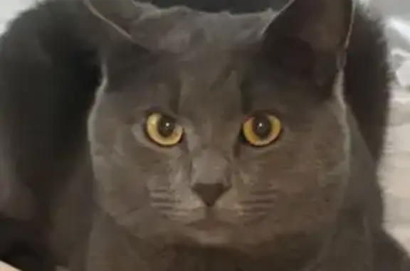 Missing cat Highfill, photo: Lost Gray Cat on Gregory St, Highfill