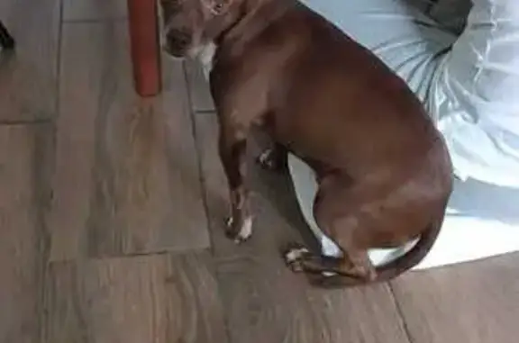 Chihuahua Café Perdido en Ixtapaluca