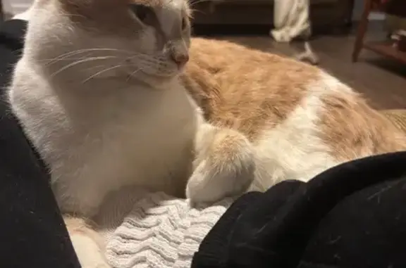 Lost Ginger Cat in Macon, GA - Help Find Chucky