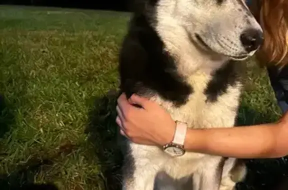 Found: Sweet Husky in Lake Mar...