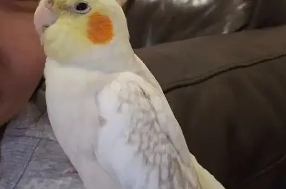 Lost pets , photo: Lost Cockatiel 'Sunny' in Willoughby