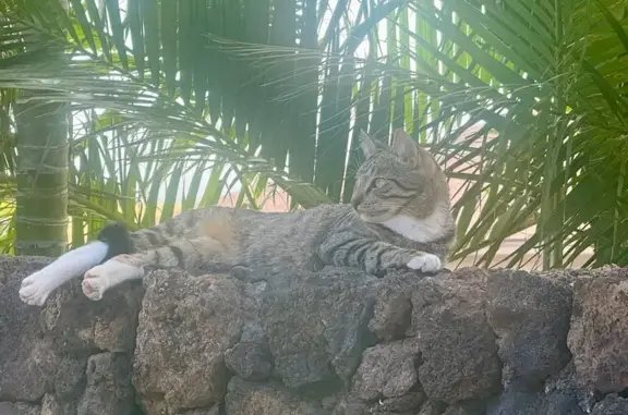 Lost Grey Tabby: Reward for Return!